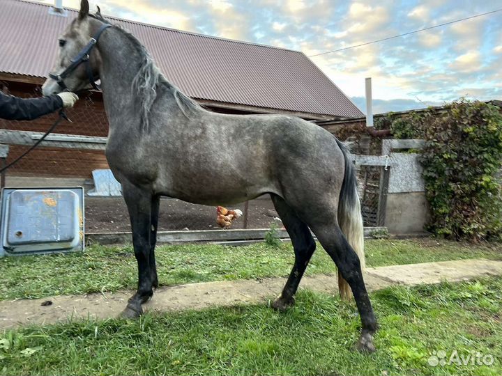 Орловские рысаки