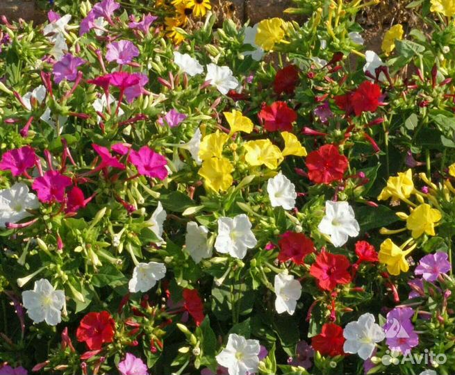 Мирабилис Ночная красавица смесь