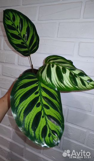 Калатея макоя