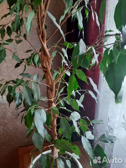 Фикус бенджамина