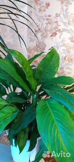 Саженцы комнатных растений