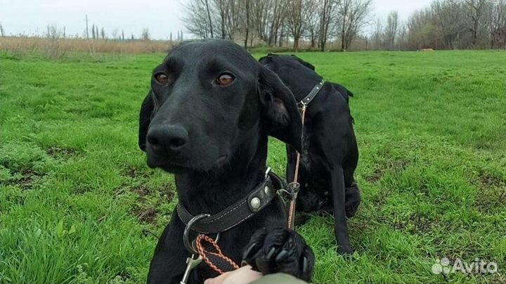 Щенки курцхаара