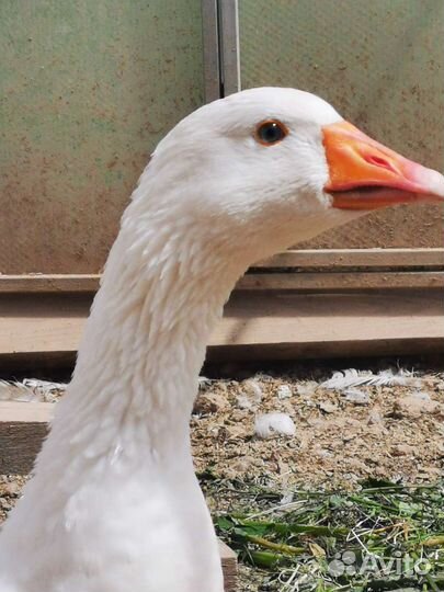 Гуси датский легард