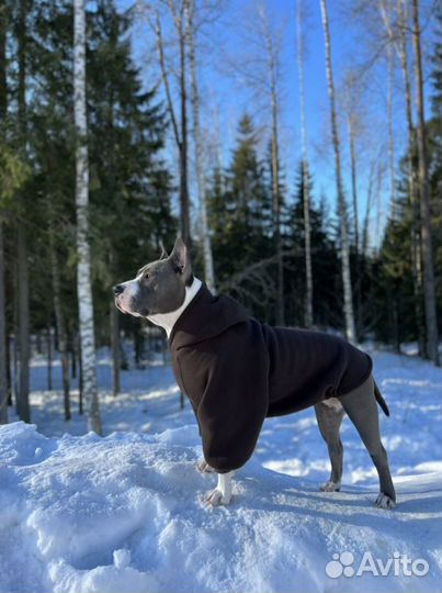 Одежда худи для собак на заказ