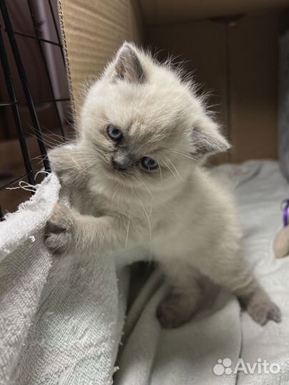 Шотландские котята