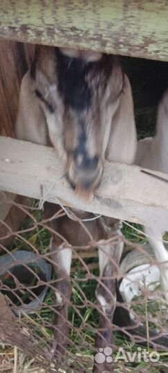 2 Козла и одна дойная коза