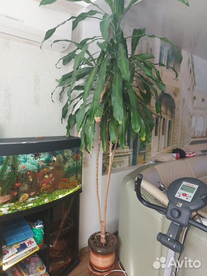 Комнатные цветы