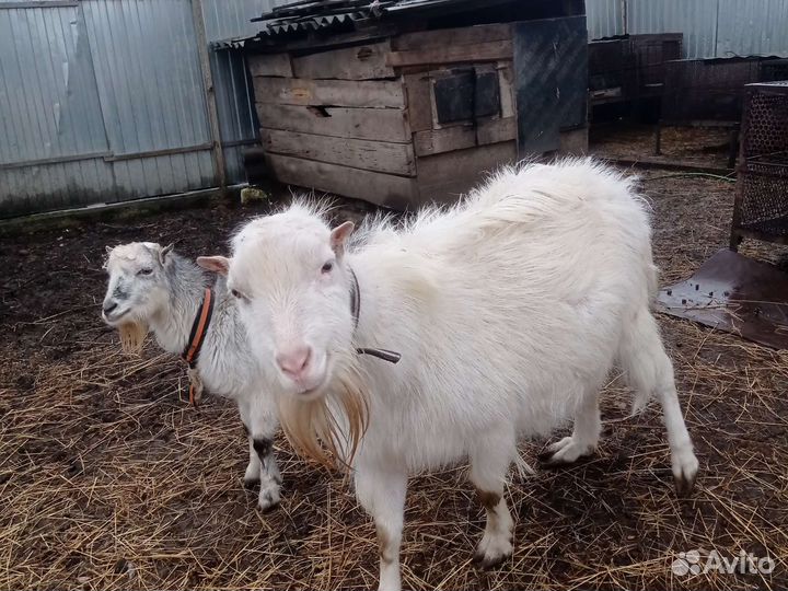 Козел ламанча