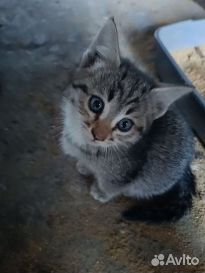 Кошка в дар бесплатно