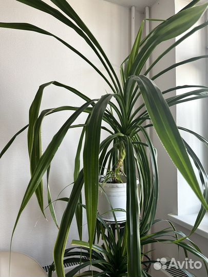 Комнатные цветы панданус