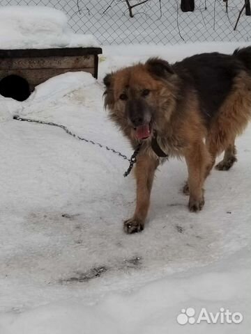 Кавказская овчарка метис с отлова на доживание