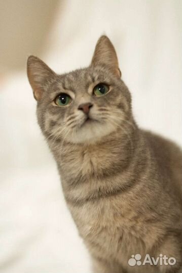 Кошечка Няша