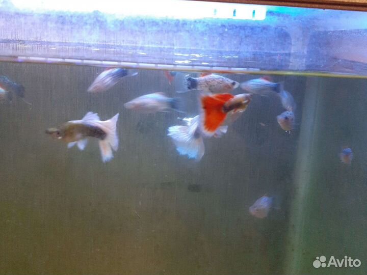 Много рыбы, новое поступление