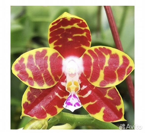 Орхидея Pingtung Bronze Age