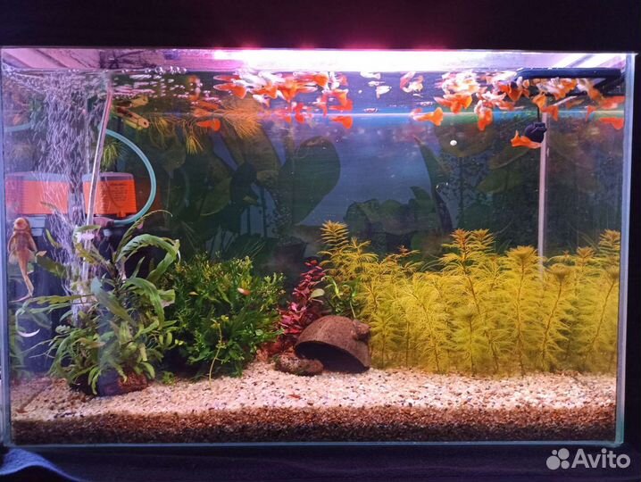 Гуппи фул ред альбино, анциструс, креветки