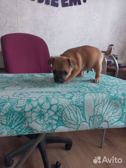 Чихуахуа