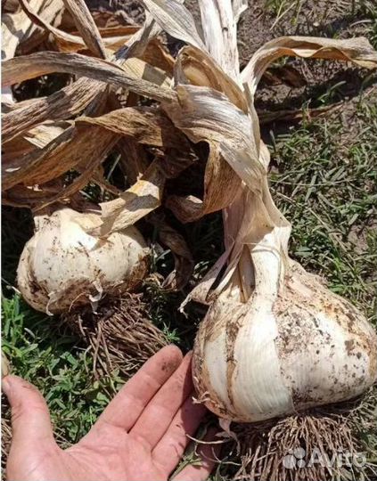 Лук Суворова, Анзур