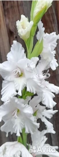 Гладиолусы луковицы