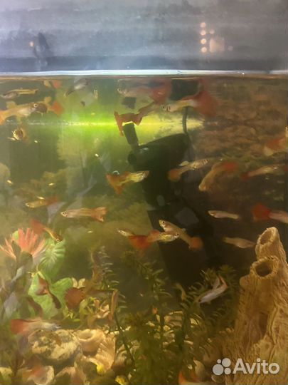 Гуппи ассорти аквариумные рыбки