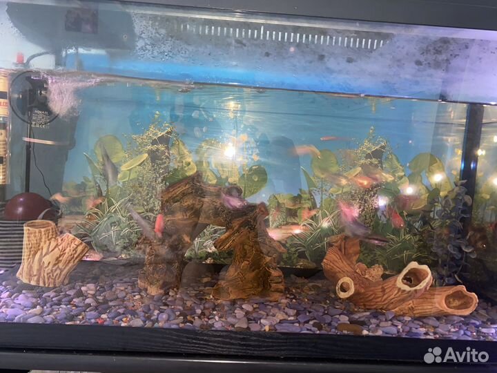 Аквариум с рыбками