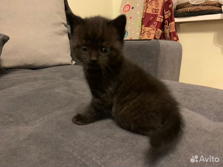 Британская