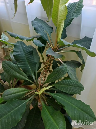 Молочай трехгранный