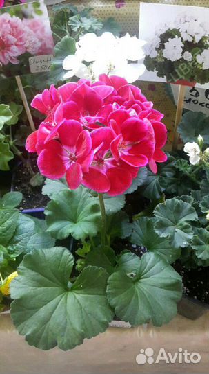 Пеларгонии