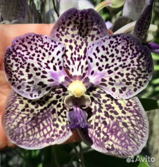 Орхидея Ванда