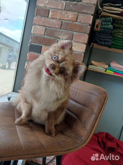 Грумер (Стрижка собак и кошек)