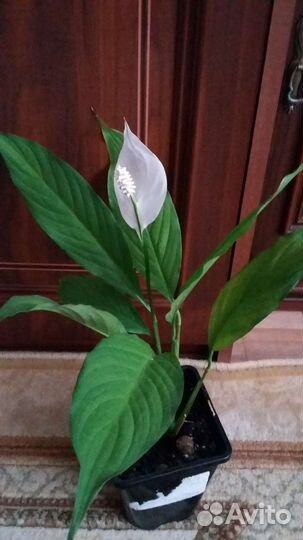 Домашние цветы