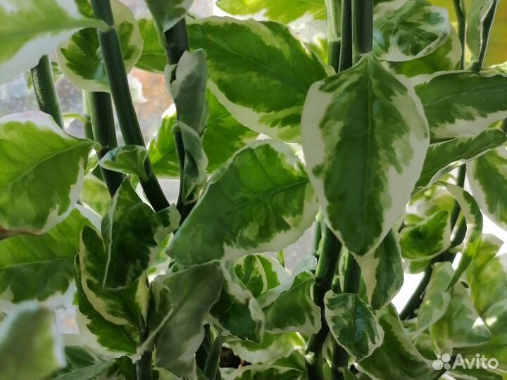 Отростки комнатных растений