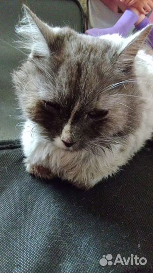 Кошка найдена