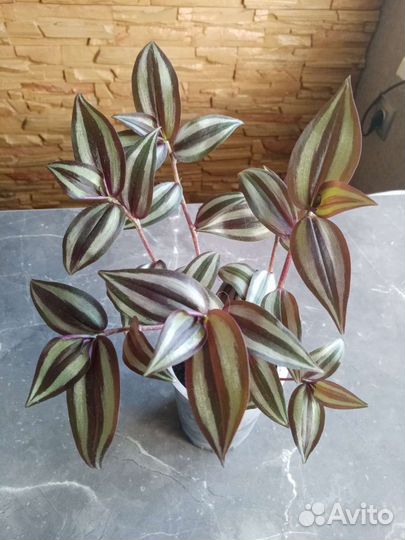 Традесканция зебрина