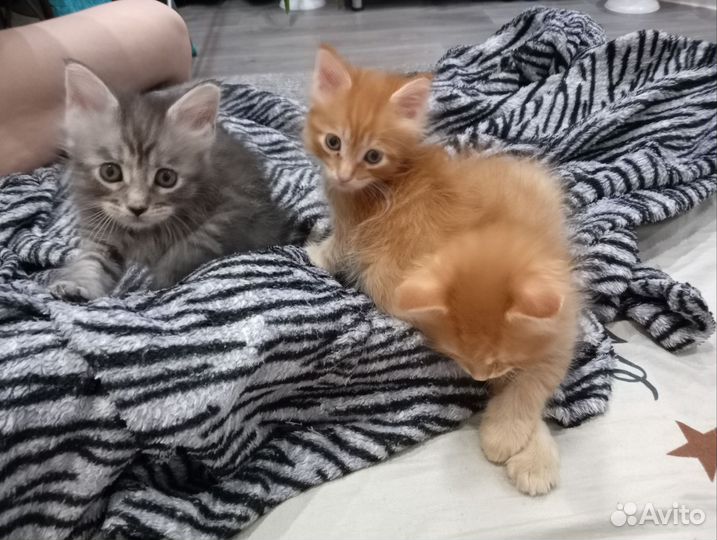 Котята мейн-кун