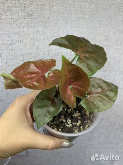 Сингониумы