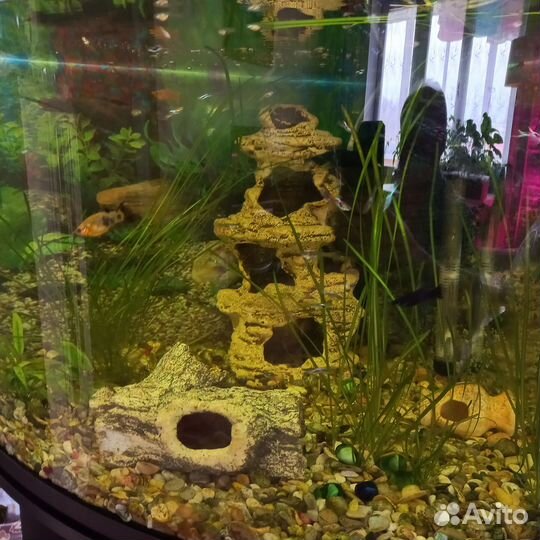 Аквариум
