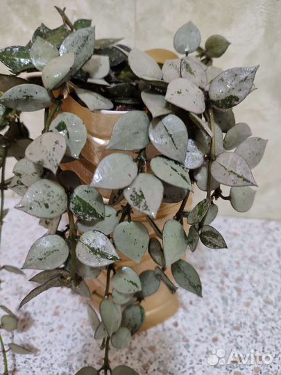 Хойя Лакуноза супер Эскимо