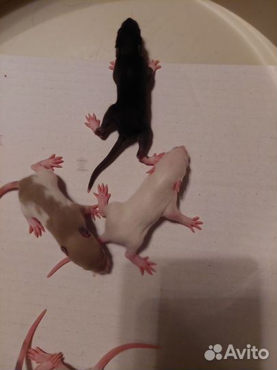 Крыски ручные бесплатно