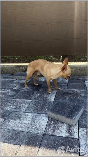 Плита тротуарная Оптом