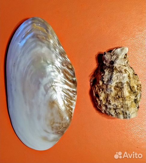 Яшма минералы камни Раковины Ракушки
