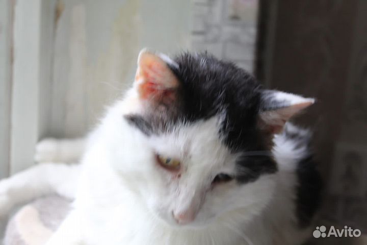 Черно-белый кот