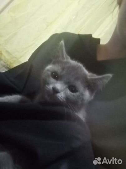 Котята