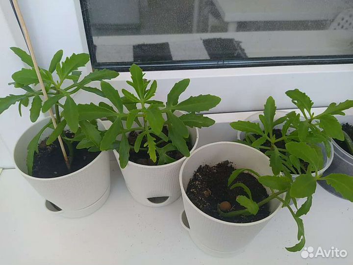 Каланхоэ рассечённое