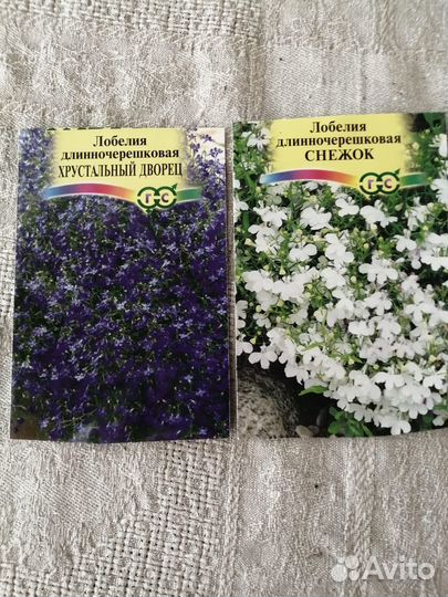 Рассада цветов