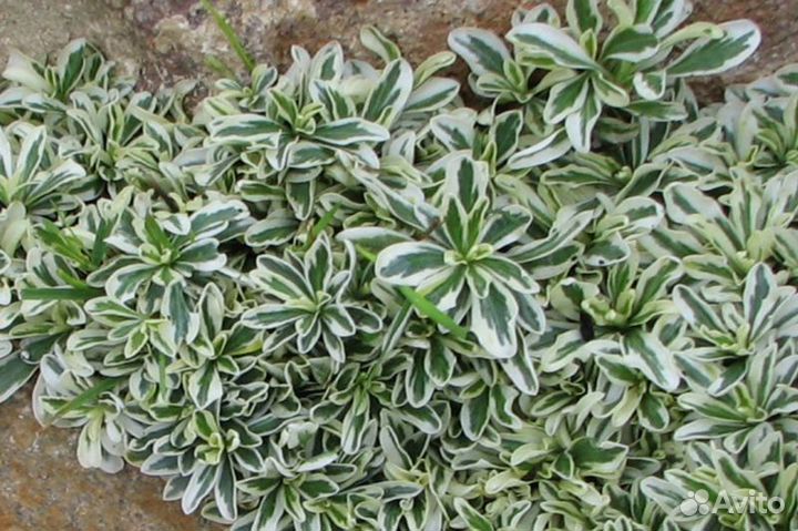 Многолетние растения для сада