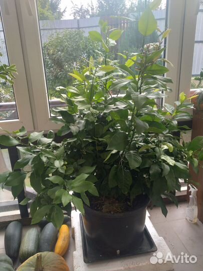 Лимонное дерево