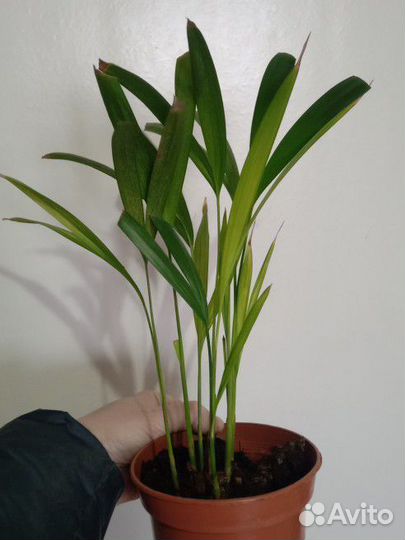 Хризалидокарпус Арека