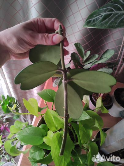 Хойя kerry сплеш