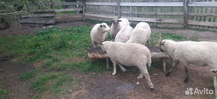 Продам отару овец,цена договарная