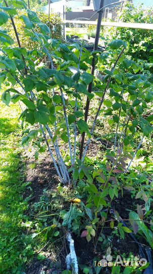 Чёрная малина Кумберленд,ежевика садовая безшипая